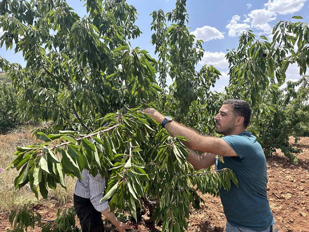 Güneydoğu'dan dünyaya: Napolyon kirazının inanılmaz yolculuğu! Sadece bir meyve değil; bu kirazlar umudun simgesi 16